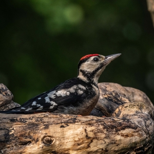 Redwell   15 06 2020   D500   Les 383.jpg